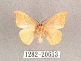 中文名:(1282-20653)學名:Albara scabiosa (Byrk, 1949)(1282-20653)