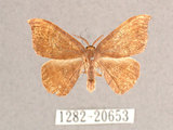 中文名:(1282-20653)學名:Albara scabiosa (Byrk, 1949)(1282-20653)