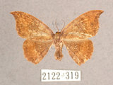 中文名:(2122-319)學名:Albara scabiosa (Byrk, 1949)(2122-319)