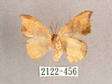 中文名:(2122-456)學名:Albara scabiosa (Byrk, 1949)(2122-456)