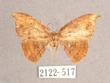中文名:(2122-517)學名:Albara scabiosa (Byrk, 1949)(2122-517)