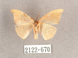 中文名:(2122-670)學名:Albara scabiosa (Byrk, 1949)(2122-670)