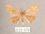 中文名:(2122-670)學名:Albara scabiosa (Byrk, 1949)(2122-670)