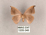 中文名:單帶鉤蛾(1205-348)學名:Albara reversaria opalescens (Warren, 1897)(1205-348)中文別名:點帶鉤蛾