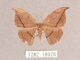 中文名:單帶鉤蛾(1282-18926)學名:Albara reversaria opalescens (Warren, 1897)(1282-18926)中文別名:點帶鉤蛾