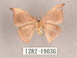 中文名:單帶鉤蛾(1282-19036)學名:Albara reversaria opalescens (Warren, 1897)(1282-19036)中文別名:點帶鉤蛾