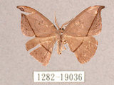 中文名:單帶鉤蛾(1282-19036)學名:Albara reversaria opalescens (Warren, 1897)(1282-19036)中文別名:點帶鉤蛾