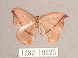 中文名:單帶鉤蛾(1282-19225)學名:Albara reversaria opalescens (Warren, 1897)(1282-19225)中文別名:點帶鉤蛾