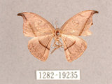 中文名:單帶鉤蛾(1282-19235)學名:Albara reversaria opalescens (Warren, 1897)(1282-19235)中文別名:點帶鉤蛾