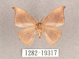 中文名:單帶鉤蛾(1282-19317)學名:Albara reversaria opalescens (Warren, 1897)(1282-19317)中文別名:點帶鉤蛾