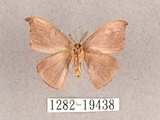 中文名:單帶鉤蛾(1282-19438)學名:Albara reversaria opalescens (Warren, 1897)(1282-19438)中文別名:點帶鉤蛾