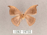 中文名:單帶鉤蛾(1282-19732)學名:Albara reversaria opalescens (Warren, 1897)(1282-19732)中文別名:點帶鉤蛾