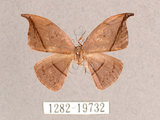 中文名:單帶鉤蛾(1282-19732)學名:Albara reversaria opalescens (Warren, 1897)(1282-19732)中文別名:點帶鉤蛾
