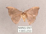 中文名:單帶鉤蛾(1383-250)學名:Albara reversaria opalescens (Warren, 1897)(1383-250)中文別名:點帶鉤蛾