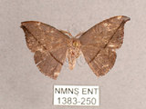 中文名:單帶鉤蛾(1383-250)學名:Albara reversaria opalescens (Warren, 1897)(1383-250)中文別名:點帶鉤蛾