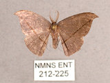 中文名:單帶鉤蛾(212-225)學名:Albara reversaria opalescens (Warren, 1897)(212-225)中文別名:點帶鉤蛾