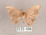 中文名:單帶鉤蛾(2122-696)學名:Albara reversaria opalescens (Warren, 1897)(2122-696)中文別名:點帶鉤蛾