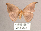 中文名:單帶鉤蛾(245-234)學名:Albara reversaria opalescens (Warren, 1897)(245-234)中文別名:點帶鉤蛾