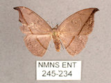 中文名:單帶鉤蛾(245-234)學名:Albara reversaria opalescens (Warren, 1897)(245-234)中文別名:點帶鉤蛾
