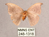 中文名:單帶鉤蛾(248-1318)學名:Albara reversaria opalescens (Warren, 1897)(248-1318)中文別名:點帶鉤蛾