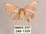 中文名:單帶鉤蛾(248-1329)學名:Albara reversaria opalescens (Warren, 1897)(248-1329)中文別名:點帶鉤蛾