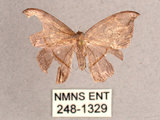 中文名:單帶鉤蛾(248-1329)學名:Albara reversaria opalescens (Warren, 1897)(248-1329)中文別名:點帶鉤蛾
