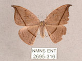 中文名:單帶鉤蛾(2695-316)學名:Albara reversaria opalescens (Warren, 1897)(2695-316)中文別名:點帶鉤蛾