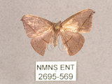 中文名:單帶鉤蛾(2695-569)學名:Albara reversaria opalescens (Warren, 1897)(2695-569)中文別名:點帶鉤蛾