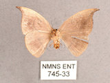 中文名:單帶鉤蛾(745-33)學名:Albara reversaria opalescens (Warren, 1897)(745-33)中文別名:點帶鉤蛾