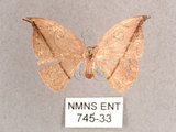中文名:單帶鉤蛾(745-33)學名:Albara reversaria opalescens (Warren, 1897)(745-33)中文別名:點帶鉤蛾