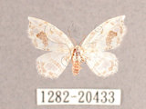 中文名:六窗銀鉤蛾(1282-20433)學名:Auzata minuta infirma(1282-20433)中文別名:透明斑鉤蛾