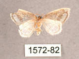 中文名:六窗銀鉤蛾(1572-82)學名:Auzata minuta infirma(1572-82)中文別名:透明斑鉤蛾