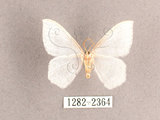 中文名:淺灰帶白鉤蛾(1282-2364)學名:Auzata simpliciata(1282-2364)中文別名:淡紋白鉤蛾
