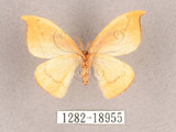中文名:漆樹鉤蛾(1282-18955)學名:Callidrepana patrana(1282-18955)中文別名:五倍樹鉤蛾