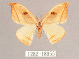 中文名:漆樹鉤蛾(1282-18955)學名:Callidrepana patrana(1282-18955)中文別名:五倍樹鉤蛾