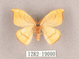 中文名:漆樹鉤蛾(1282-19000)學名:Callidrepana patrana(1282-19000)中文別名:五倍樹鉤蛾
