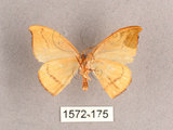 中文名:漆樹鉤蛾(1572-175)學名:Callidrepana patrana(1572-175)中文別名:五倍樹鉤蛾