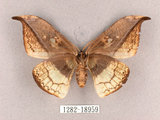 中文名:尖角鉤蛾(1282-18959)學名:Canucha miranda formosicola Matsumura, 1931(1282-18959)中文別名:羅紋鉤蛾