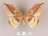 中文名:尖角鉤蛾(1282-19053)學名:Canucha miranda formosicola Matsumura, 1931(1282-19053)中文別名:羅紋鉤蛾