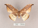 中文名:尖角鉤蛾(1282-19068)學名:Canucha miranda formosicola Matsumura, 1931(1282-19068)中文別名:羅紋鉤蛾