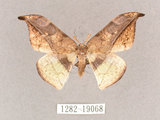 中文名:尖角鉤蛾(1282-19068)學名:Canucha miranda formosicola Matsumura, 1931(1282-19068)中文別名:羅紋鉤蛾