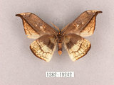 中文名:尖角鉤蛾(1282-19242)學名:Canucha miranda formosicola Matsumura, 1931(1282-19242)中文別名:羅紋鉤蛾