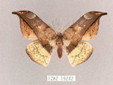 中文名:尖角鉤蛾(1282-19242)學名:Canucha miranda formosicola Matsumura, 1931(1282-19242)中文別名:羅紋鉤蛾