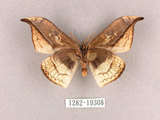 中文名:尖角鉤蛾(1282-19308)學名:Canucha miranda formosicola Matsumura, 1931(1282-19308)中文別名:羅紋鉤蛾
