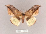 中文名:尖角鉤蛾(1282-19308)學名:Canucha miranda formosicola Matsumura, 1931(1282-19308)中文別名:羅紋鉤蛾