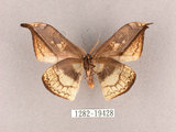 中文名:尖角鉤蛾(1282-19428)學名:Canucha miranda formosicola Matsumura, 1931(1282-19428)中文別名:羅紋鉤蛾