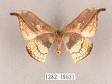 中文名:尖角鉤蛾(1282-19631)學名:Canucha miranda formosicola Matsumura, 1931(1282-19631)中文別名:羅紋鉤蛾