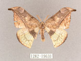 中文名:尖角鉤蛾(1282-19631)學名:Canucha miranda formosicola Matsumura, 1931(1282-19631)中文別名:羅紋鉤蛾