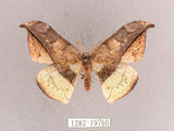 中文名:尖角鉤蛾(1282-19760)學名:Canucha miranda formosicola Matsumura, 1931(1282-19760)中文別名:羅紋鉤蛾