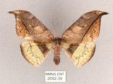 中文名:尖角鉤蛾(2692-39)學名:Canucha miranda formosicola Matsumura, 1931(2692-39)中文別名:羅紋鉤蛾